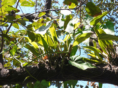 Epidendrum cilioccidentale