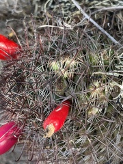 Mammillaria hutchisoniana louisae