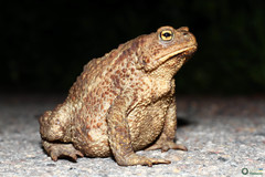 Bufo bufo