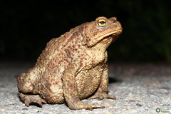 Bufo bufo