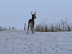 Odocoileus virginianus