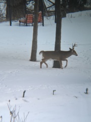 Odocoileus virginianus