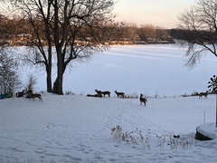 Odocoileus virginianus