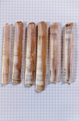 Ensis minor