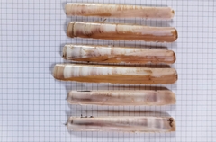 Ensis minor