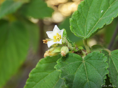 Melochia betonicifolia