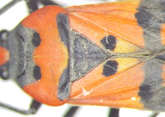 Lygaeus simulans