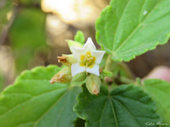 Melochia betonicifolia