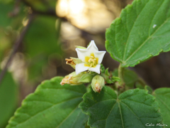 Melochia betonicifolia