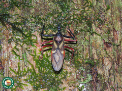 Manicocoris rufipes