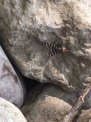 Diptera