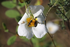 Cardiophorus biguttatus