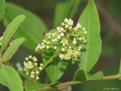 Schinus terebinthifolia