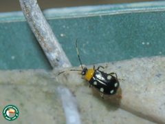Aristobrotica