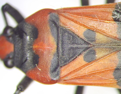 Lygaeus simulans