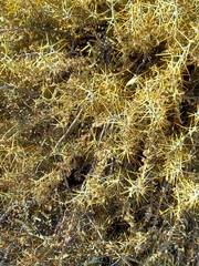 Cylindropuntieae