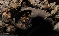 Mecynorhina passerinii