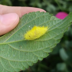 Cyanopepla fastuosa