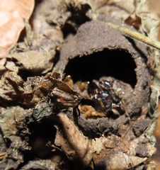 Mecynorhina passerinii