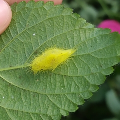 Cyanopepla fastuosa