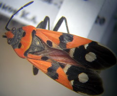Lygaeus simulans