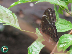 Morpho helenor helenor