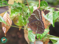 Morpho helenor helenor