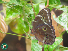 Morpho helenor helenor