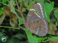 Morpho helenor helenor