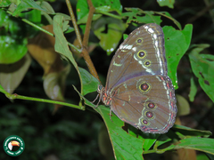 Morpho helenor helenor