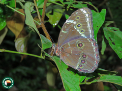 Morpho helenor helenor