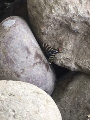 Diptera