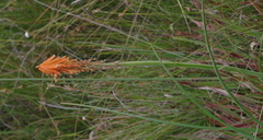 Kniphofia triangularis