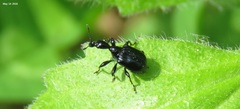 Compsapoderus erythropterus