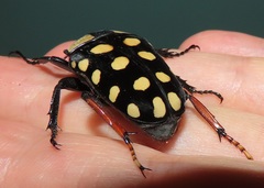 Mecynorhina passerinii