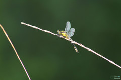 Gomphus vulgatissimus