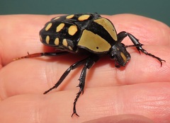 Mecynorhina passerinii