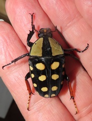 Mecynorhina passerinii