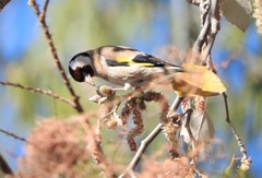 Carduelis carduelis