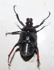 Mecynorhina passerinii