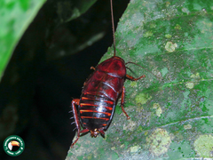 Eurycotis floridana