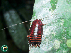 Eurycotis floridana
