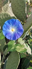 Ipomoea tricolor
