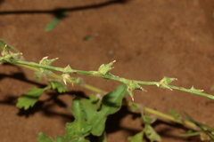 Oxygonum sinuatum