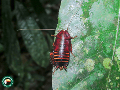 Eurycotis floridana