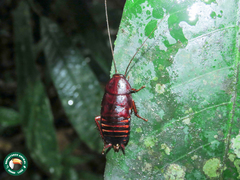 Eurycotis floridana