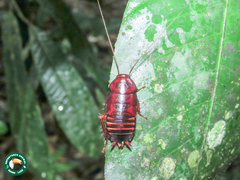 Eurycotis floridana