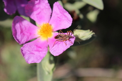 Rhynocoris erythropus