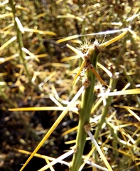 Cylindropuntieae