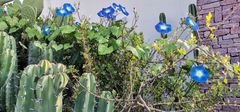 Ipomoea tricolor